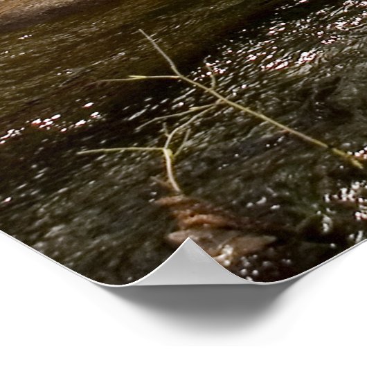 Amira Angel's Animal Shelter Fundraiser Poster (Hoek)