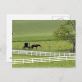 Amish boerderij met paard en buggy bij Berlijn, Briefkaart (Voorkant / Achterkant)