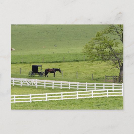 Amish boerderij met paard en buggy bij Berlijn, Briefkaart (Voorkant)