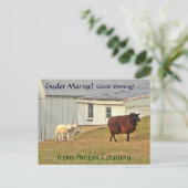 Amish Briefkaart Schapen Boerderij. Een naam toevo (Staand voorkant)