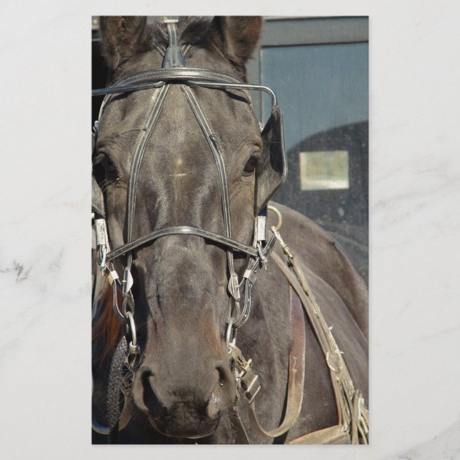 Amish Buggy Horse (Voorkant)