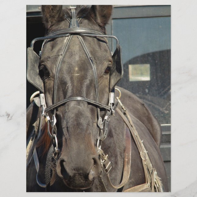 Amish Buggy Horse (Voorkant)