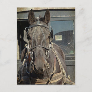 Amish Buggy Horse Kalona, Iowa Briefkaart