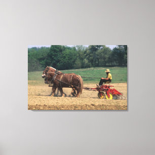 Amish Country simpeler mensen op het boerenbedrijf Canvas Afdruk
