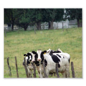 Amish Dairy Cattle Foto Afdruk (Voorkant)