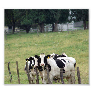 Amish Dairy Cattle Foto Afdruk