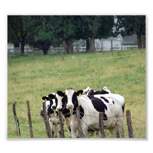 Amish Dairy Cattle Foto Afdruk (Voorkant)