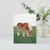 Amish Draft Horse in Field Briefkaart (Staand voorkant)