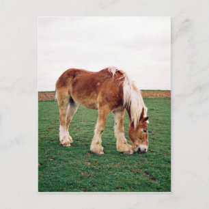 Amish Draft Horse in Field Briefkaart