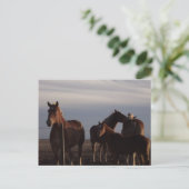 Amish Draft Horses at Sunset Briefkaart (Staand voorkant)