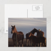 Amish Draft Horses at Sunset Briefkaart (Voorkant / Achterkant)