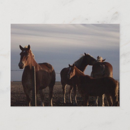 Amish Draft Horses at Sunset Briefkaart (Voorkant)