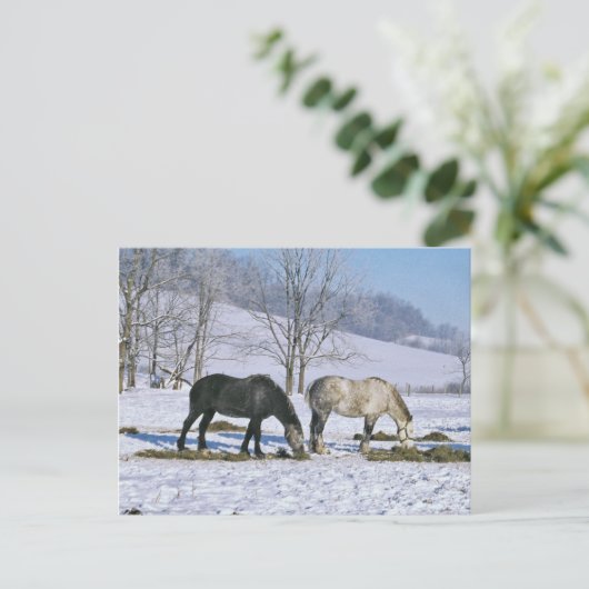 Amish Draft Horses in Winter Pasture-Briefkaart Briefkaart (Staand voorkant)