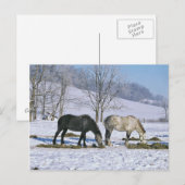 Amish Draft Horses in Winter Pasture-Briefkaart Briefkaart (Voorkant / Achterkant)
