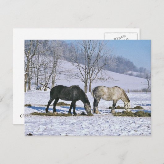 Amish Draft Horses in Winter Pasture-Briefkaart Briefkaart (Voorkant / Achterkant)
