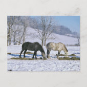 Amish Draft Horses in Winter Pasture-Briefkaart Briefkaart (Voorkant)