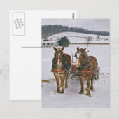 Amish Draft paarden in Winter-Briefkaart Briefkaart (Voorkant / Achterkant)
