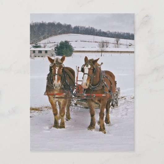 Amish Draft paarden in Winter-Briefkaart Briefkaart (Voorkant)