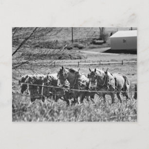 Amish Draft Team at Work Briefkaart