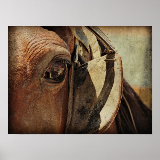 Amish Equine Poster (Voorkant)