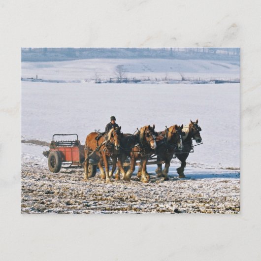 Amish Farmer op Spreader-Briefkaart-2 Briefkaart (Voorkant)