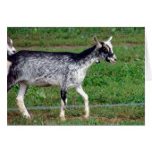 Amish Goat (Voorkant Horizontaal)