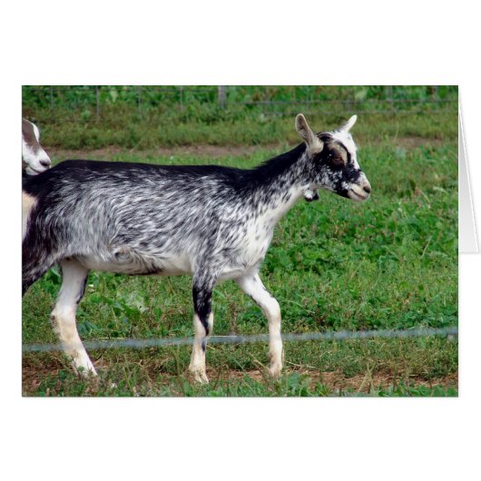 Amish Goat (Voorkant Horizontaal)