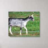 Amish Goat Canvas Afdruk (Voorkant)