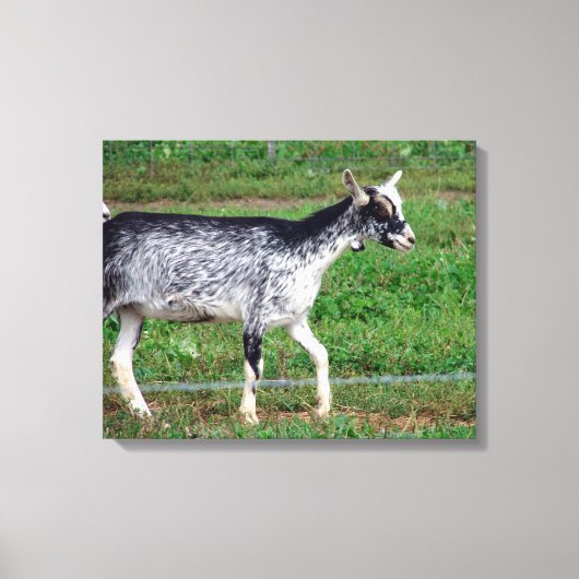 Amish Goat Canvas Afdruk (Voorkant)