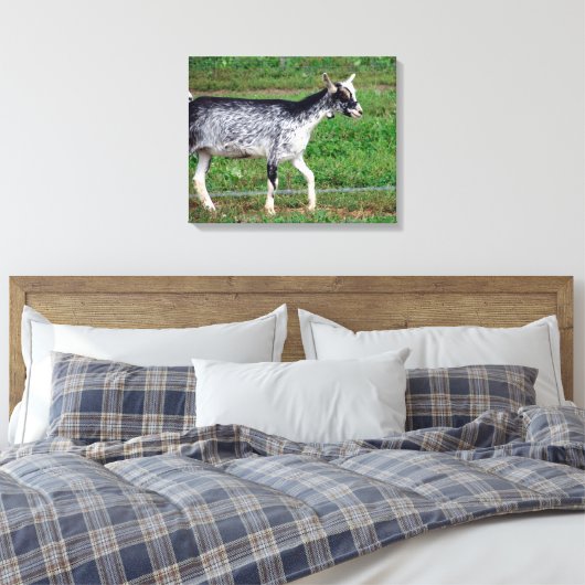 Amish Goat Canvas Afdruk (Insitu (Slaapkamer))