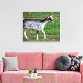 Amish Goat Canvas Afdruk (Insitu (Woonkamer))