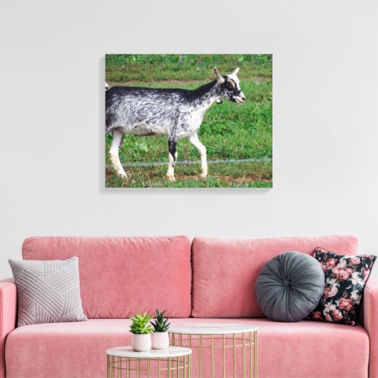 Amish Goat Canvas Afdruk (Insitu (Woonkamer))