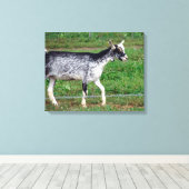 Amish Goat Canvas Afdruk (Insitu (Houten vloer))