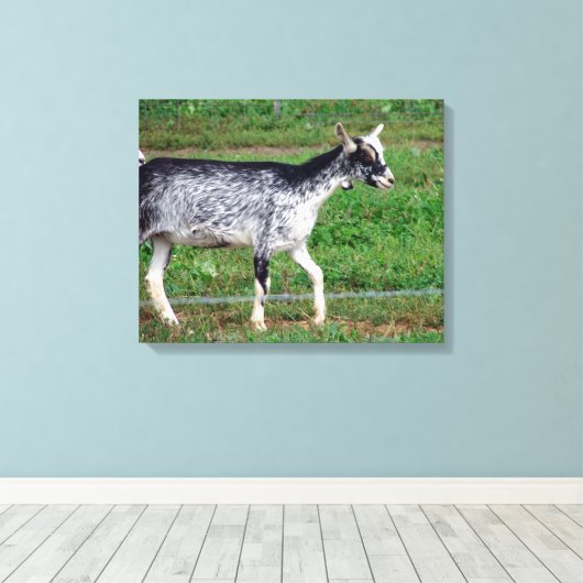 Amish Goat Canvas Afdruk (Insitu (Houten vloer))
