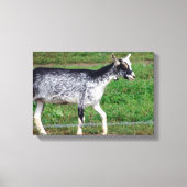 Amish Goat Canvas Afdruk (Voorkant)