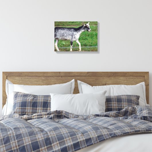Amish Goat Canvas Afdruk (Insitu (Slaapkamer))