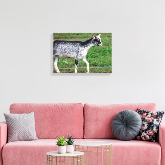 Amish Goat Canvas Afdruk (Insitu (Woonkamer))