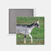 Amish Goat Magneet (Voorkant / Achterkant)