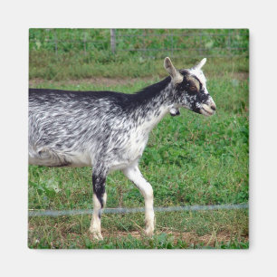 Amish Goat Magneet