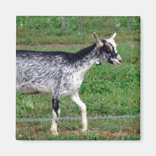 Amish Goat Magneet (Voorkant)