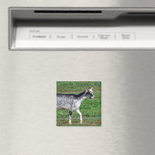 Amish Goat Magneet (Insitu (Vaatwasser))