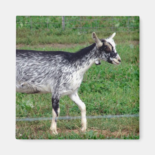 Amish Goat Magneet (Voorkant)