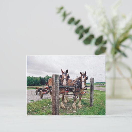 Amish Hitching Post Briefkaart (Staand voorkant)