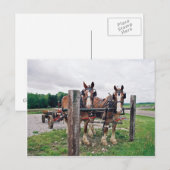 Amish Hitching Post Briefkaart (Voorkant / Achterkant)