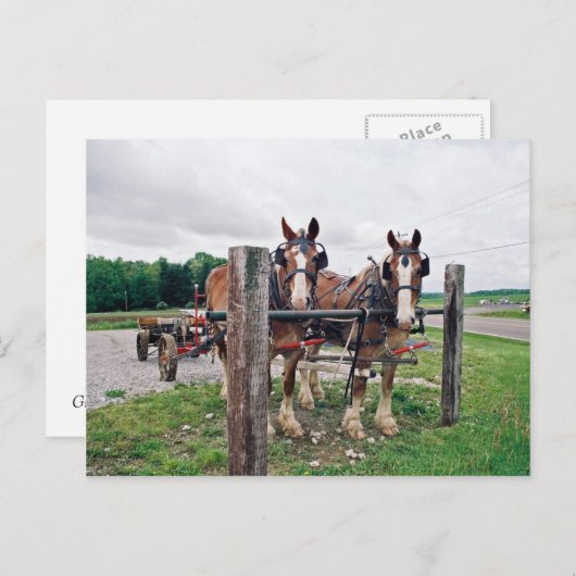 Amish Hitching Post Briefkaart (Voorkant / Achterkant)