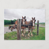 Amish Hitching Post Briefkaart (Voorkant)