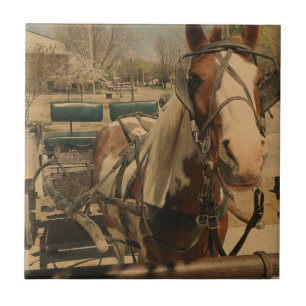 Amish Horse, A Pinto Tegeltje