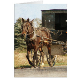 Amish Horse and Buggy All Occasions