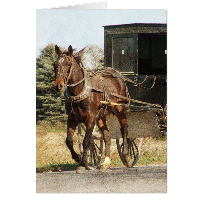 Amish Horse and Buggy All Occasions (Voorkant)