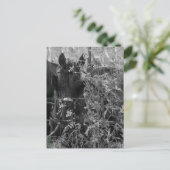 Amish Horse and Buggy Black and White Summer  Briefkaart (Staand voorkant)